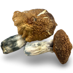 Golden Member Magic Mushrooms