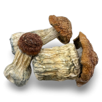 Makilla Gorilla Magic Mushrooms