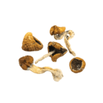 Image of Cambodian Magic Mushrooms available for purchase online in Canada. Buy Cambodian Magic Mushrooms with fast, discreet shipping across Canada.