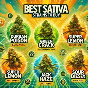 Best Sativa Strains to Buy